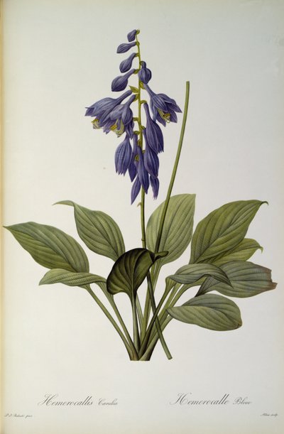 Hemerocallis Caerulea, z „Les Liliacees”, 1806 autorstwa Pierre Joseph Redouté