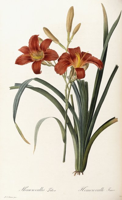 Hemerocallis Fulva - Hemerocalle Fauve autorstwa Pierre Joseph Redouté