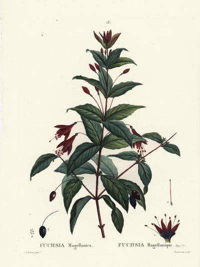 Koliber fuksja, fuksja magellanica. Ręcznie barwiony grawerunek punktowany autorstwa Du Ruisseau według ilustracji Pierre-Joseph Redoute z Treat des Arbres et Shrustes Henri Louisa Duhamela du Moncel, Paryż autorstwa Pierre Joseph Redouté