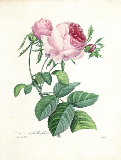 Róża stulistna, rytowana przez Langlois, z „Wybór najpiękniejszych kwiatów i najpiękniejszych owoców”, t. I, 1827-33 autorstwa Pierre Joseph Redouté