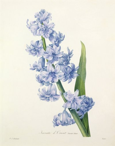 Hyacinthus orientalis (hiacynt pospolity), rytowane przez Victora, z „Wybór najpiękniejszych kwiatów”, 1827 autorstwa Pierre Joseph Redouté
