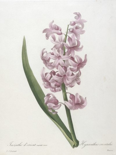 Odmiana hiacyntowa orientalna, Hyacinthus orientalis, z Wybór Najpiękniejszych Kwiatów i Najpiękniejszych Owoców, 1827 (ręcznie barwiony grawerunek punktowany) autorstwa Pierre Joseph Redouté