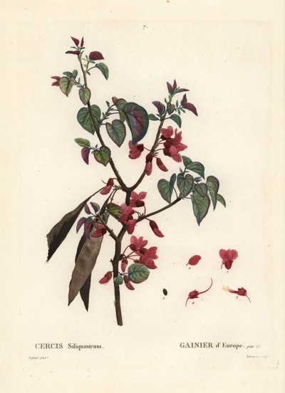 Drzewo Judasza, Cercis siliquastrum. Ręcznie barwiony grawerunek punktowany autorstwa Tassaerta według ilustracji Pierre-Josepha Redoute z Treat des Trees et Shrustes Henri Louisa Duhamela du Moncel, Paryż autorstwa Pierre Joseph Redouté