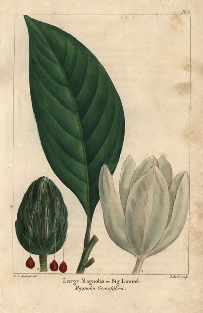 Duże drzewo magnolii, duży wawrzyn, Magnolia grandiflora (grawerowanie) autorstwa Pierre Joseph Redouté