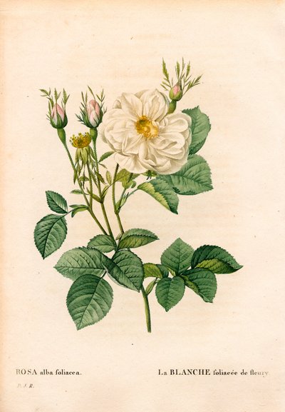 Biała róża liściasta Fleury, odmiana Rosa alba, la blanc foliaceee de Fleury. Ręcznie barwiony miedzioryt kropkowany z „”Les Roses” Pierre