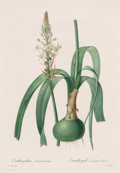 Les Liliacées: Ornithogalum longibracteatum autorstwa Pierre-Joseph Redouté