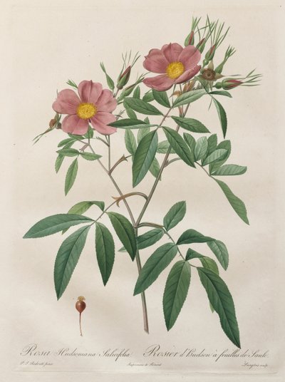 Les Roses: Rosa Hudsoniana Salicifolia autorstwa Pierre-Joseph Redouté