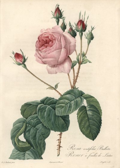 Róża z liści sałaty - Eau forte de Langlois, na podstawie ilustracji Pierre