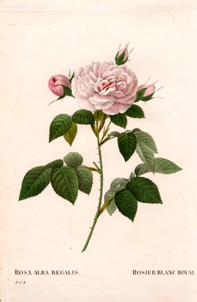 Różowy rumieniec Maiden, królewska biała róża, Rosa alba var. inkarnata. Ręcznie barwiony miedzioryt kropkowany z „”Les Roses” Pierre