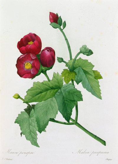 Malva Purpurea (kolorowy grawer) autorstwa Pierre Joseph Redouté