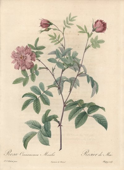 Róża majowa lub róża cynamonowa - Eau forte de Chapuy, z ilustracji Pierre Joseph Redoute (1759-1840), ekstrakt z Les Roses autorstwa Pierre Joseph Redouté