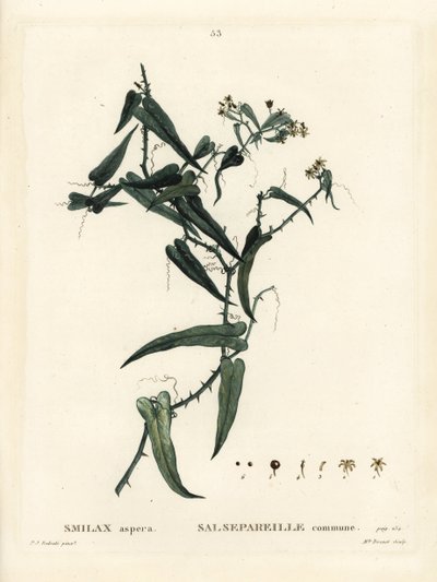Smilax śródziemnomorski, Smilax aspera. Ręcznie barwiony grawerunek punktowany przez pannę Brenet na podstawie ilustracji Pierre-Josepha Redoute z Treat des Arbres et Shrustes Henri Louisa Duhamela du Moncel, Paryż autorstwa Pierre Joseph Redouté