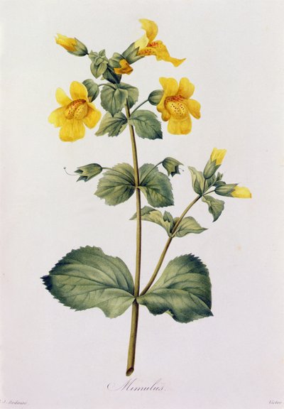 Mimulus (kolorowy grawer) autorstwa Pierre-Joseph Redouté