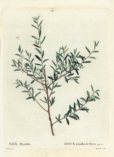 Ostrokrzew mirtowy lub dahoon mirtowy, Ilex myrtifolia. Ręcznie barwiony grawerunek punktowany autorstwa Delaneaux według ilustracji Pierre-Josepha Redoute z Treat des Arbres et Shrustes Henri Louisa Duhamela du Moncel, Paryż autorstwa Pierre Joseph Redouté