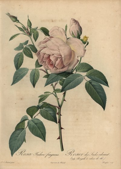 Blassrosa Teerose, Rosa odorata von Pierre Joseph Redouté