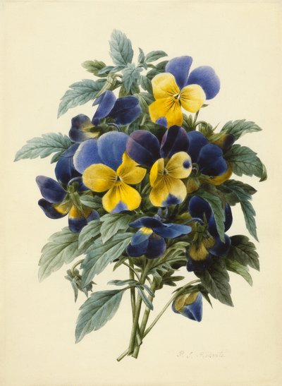 Bratki (kolorowy grawer) autorstwa Pierre Joseph Redouté