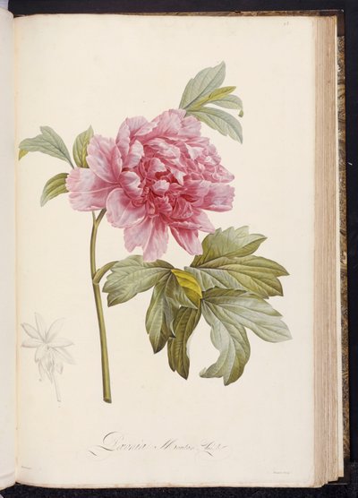 Piwonia, z „Opis rzadkich i uprawianych roślin w Malmaison i Navarre” Aime Bonpland, 1812-14 autorstwa Pierre Joseph Redouté