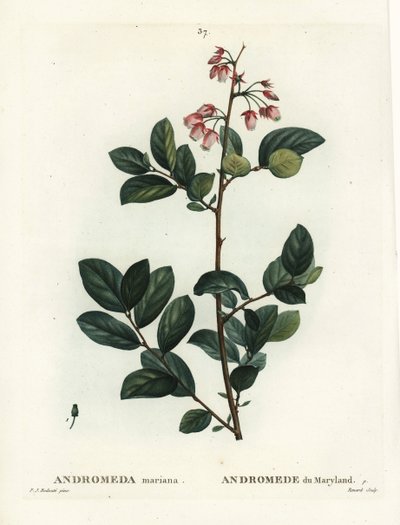 Pieris mariana (Andromeda mariana, Andromeda z Maryland). Ręcznie barwiony grawerunek punktowany autorstwa Renarda według ilustracji Pierre-Joseph Redoute z Treat des Arbres et Shrustes Henri Louisa Duhamela du Moncel, Paryż autorstwa Pierre Joseph Redouté