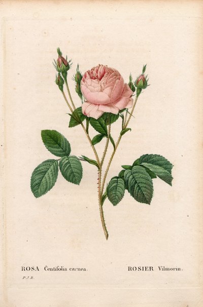 Różowy Vilmorin, Rosa centifolia Vilmorin. Ręcznie barwiony miedzioryt kropkowany z „”Les Roses” Pierre