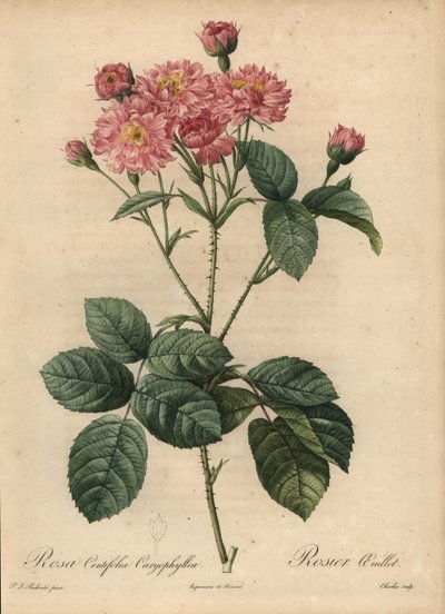 Różowa goździkowa róża kapuściana, Rosa centifolia autorstwa Pierre Joseph Redouté