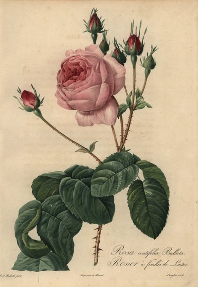 Różowa sałata róża Bullata, Rosa centifolia autorstwa Pierre Joseph Redouté