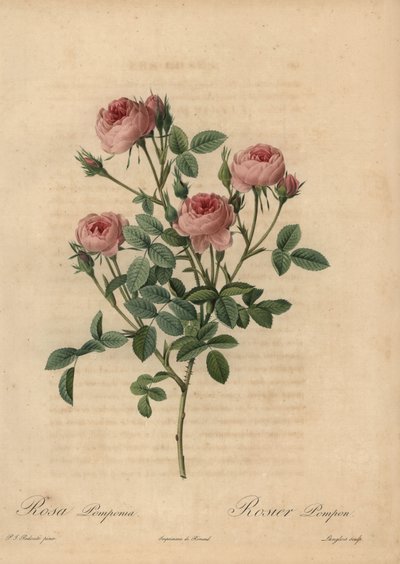 Różowa róża pomponowa, Rosa centifolia autorstwa Pierre Joseph Redouté