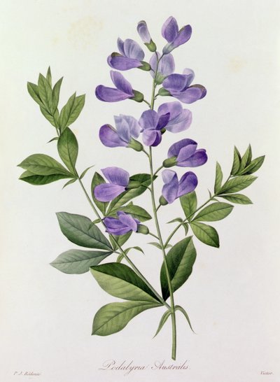 Podalyria Australis (kolorowy grawerunek) autorstwa Pierre Joseph Redouté