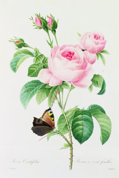 Rosa Centifolia von Pierre-Joseph Redouté