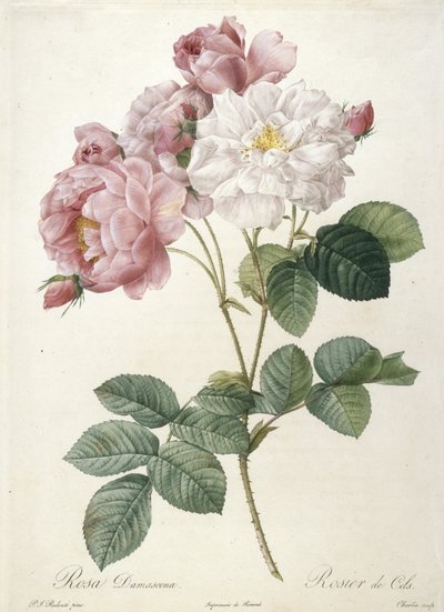 Rosa Damascena, Rosier de Cels, z Les Roses, 1817-24 (ręcznie barwiony grawer punktowy) autorstwa Pierre Joseph Redouté