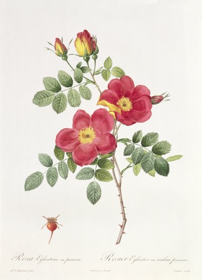 Rosa Eglantera Punicea autorstwa Pierre Joseph Redouté