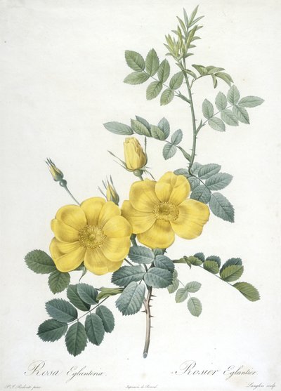 Rosa Eglanteria, Rosier Eglantier, z Les Roses, 1817-24 (ręcznie barwiony grawer punktowy) autorstwa Pierre Joseph Redouté