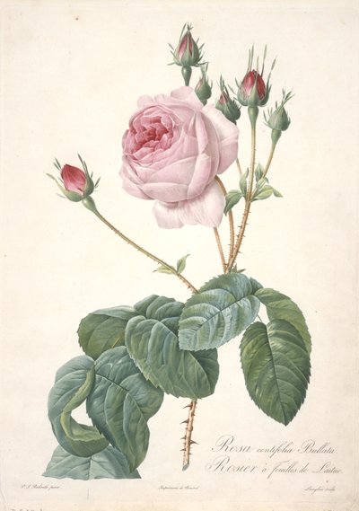 Rosa centifolia Bullata, Krzak róży z liśćmi sałaty, z Les Roses, 1817-24 (ręcznie barwione kropkowane grawerowanie) autorstwa Pierre Joseph Redouté