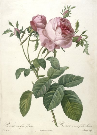 Rosa centifolia foliacea, Rosier a cent feuilles, foliace, z Les Roses, 1817-24 (ręcznie barwione kropkowane grawerowanie) autorstwa Pierre Joseph Redouté