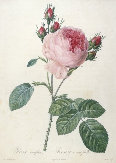 Rosa centifolia, Rosier a cent-feuilles, z Les Roses, 1817-24 (ręcznie barwione kropkowane grawerowanie) autorstwa Pierre Joseph Redouté