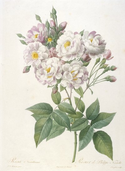 Rosa noisettiana, Rosier de Philippe de Noisette, z La Couronne des Roses, 1817-24 (ręcznie kolorowane kropkowane grawerowanie) autorstwa Pierre Joseph Redouté