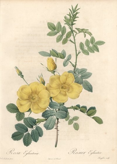 Rosa rubigineux z żółtymi różami (Rosa rubiginosa) - Eau forte de Langlois, na podstawie ilustracji Pierre