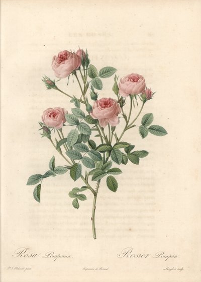Rose de Meaux z różowymi kwiatami - Etching by Langlois, na podstawie ilustracji Pierre