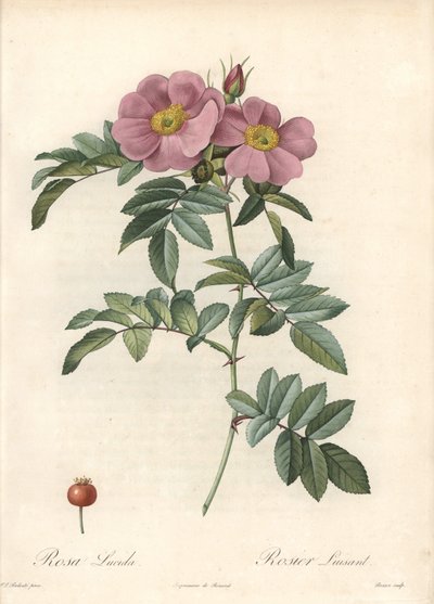 Róża z Wirginii, z różowymi kwiatami - Eau forte de Bessin, na podstawie ilustracji Pierre Joseph Redoute (1759-1840), z Les Roses autorstwa Pierre Joseph Redouté