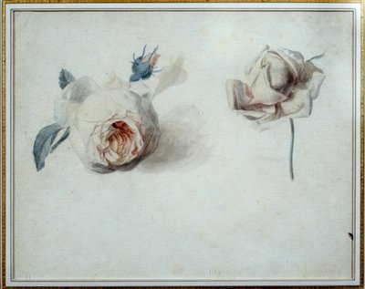Rose study Akwarela Pierre