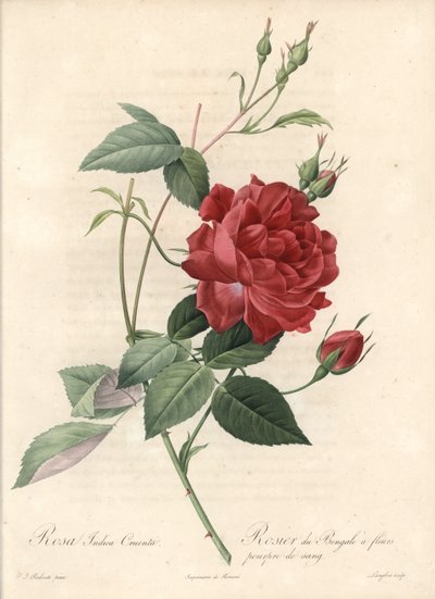 Chinese Rose - Eau forte de Langlois, na podstawie ilustracji Pierre