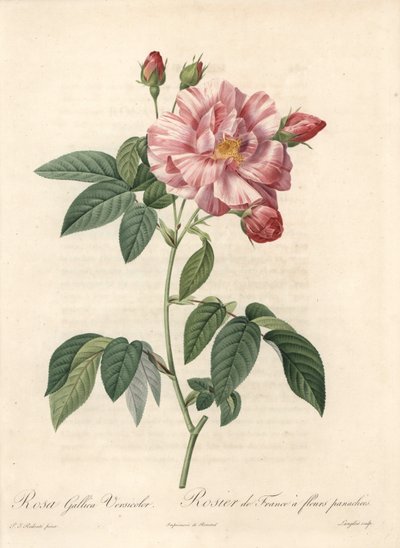 Róża francuska lub róża z Provins, odmiana versicolor - Etching of Langlois, z ilustracji Pierre Joseph Redoute (1759-1840), wyciąg z Les Roses autorstwa Pierre Joseph Redouté