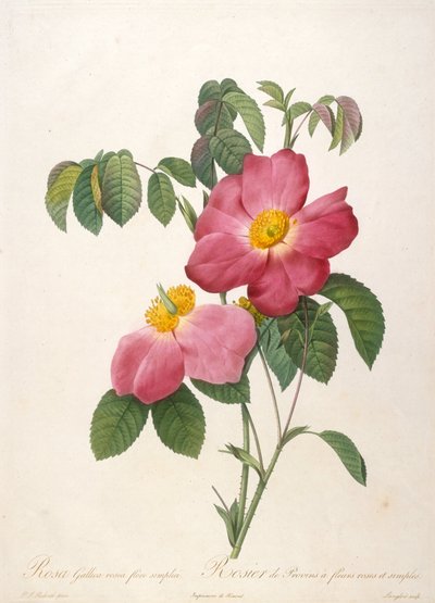 Krzew róży z Provinsi Z La Couronne de roses, 1817-1824. autorstwa Pierre Joseph Redouté