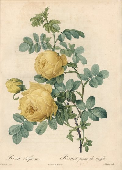 Rosier des Turks - Eau forte de Langlois, na podstawie ilustracji Pierre