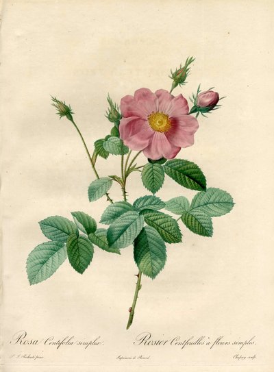 Rosier setki z prostymi kwiatami - Eau forte de Chapuy, z ilustracji Pierre