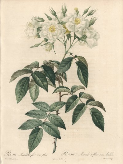 Róża piżmowa, z podwójnymi kwiatami - Etching by Charlin, z ilustracji Pierre Joseph Redoute (1759-1840), wyciąg z Les Roses autorstwa Pierre Joseph Redouté