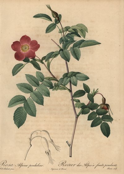 Szkarłatna róża alpejska, Rosa pendulina autorstwa Pierre Joseph Redouté
