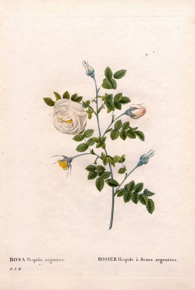Różyczka srebrnokwiatowa, odmiana Rosa tomentosa, Pink Rose ze srebrnymi kwiatami. Ręcznie barwiony miedzioryt kropkowany z „”Les Roses” Pierre