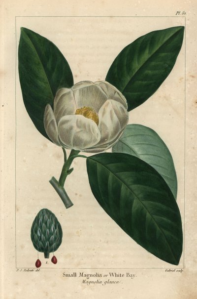 Małe drzewo magnolii lub biała zatoka, Magnolia glauca (grawerowanie) autorstwa Pierre Joseph Redouté