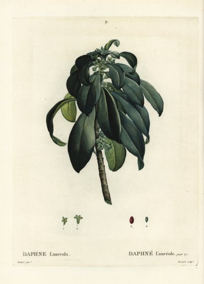 Wawrzyn wilczomlecza, Daphne laureola. Ręcznie barwiony grawerunek punktowany autorstwa Tassaerta według ilustracji Pierre-Josepha Redoute z Treat des Trees et Shrustes Henri Louisa Duhamela du Moncel, Paryż autorstwa Pierre Joseph Redouté