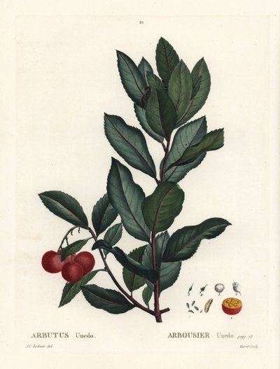 Drzewo truskawkowe, Arbutus unedo. Ręcznie barwiony grawerunek punktowany według ilustracji Pierre-Joseph Redoute z Treat des Arbres et Shrustes Henri Louisa Duhamela du Monceau, Paryż autorstwa Pierre Joseph Redouté